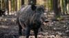 Das Wildschwein "Putin" aus dem Wildpark Waldhaus Mehlmeisel soll einen neuen Namen erhalten.