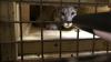 Die Polizei stellte in Neunburg vorm Wald (Landkreis Schwandorf in der Oberpfalz) einen Puma sicher. Dieser hat anscheinend mit schweren gesundheitlichen Problemen zu kämpfen. Doch das Geld für eine Behandlung fehlt.