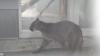 Der Puma kam am nächsten tag in eine artgerecht ausgestattete Facheinrichtung in Bayern.