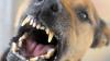 In Memmingen sind am Dreikönigstag zwei Hunde aufeinander losgegangen.
