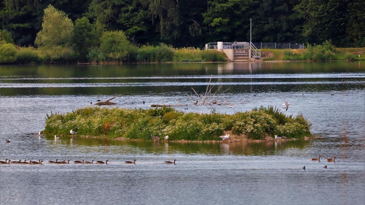 Stausee Icon Wird der Stausee in Kardorf zum Schutzgebiet?
