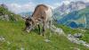 Welche Gefahren hat das Vieh in diesem Jahr durch Bär und Wolf? Schumpen auf einer Alpe im Rappenalptal bei Oberstdorf (Archivbild).