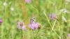 Ein Schachbrettfalter auf einer Flockenblume. Die Falter fliegen auf lila-blühende Pflanzenarten. Durch die Anlage von neuen, blütenreichen Mähwiesen kann die Art gefördert werden.