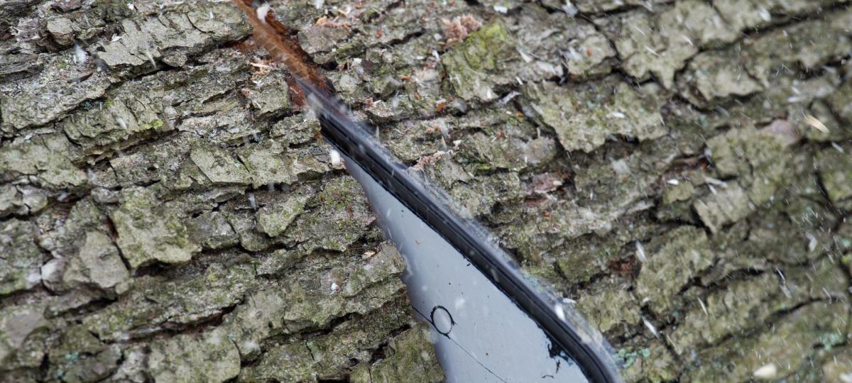 Wer hat 40 junge Bäume im Wald bei Kirchhaslach abgesägt?