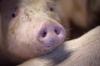 Strafzölle aus China könnten bald auch bayerische Schweinebauern treffen - zumindest indirekt.