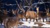 In Schwangau kann man live bei einer Wildfütterung dabei sein. In Schwangau kann man live bei einer Wildfütterung dabei sein.