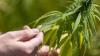 Die geplante Teil-Legalisierung von Cannabis sorgt auch im Allgäu für Diskussionen.