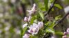 Obstblüten im Landkreis Lindau explodieren nach warmem Wochenende, Grünflächen sprießen.