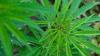Cannabis-Anbauvereinigungen können Lizenzen bei Bezirken beantragen.