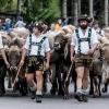 Mit dem Viehscheid in Obermaiselstein findet am Wochenende einer der größten Alpabtriebe in der Region statt. Doch es gibt noch zahlreiche weitere Termine.