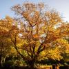 Die Amerikanische Roteiche ist im Herbst besonders schön anzusehen - und wurde zum „Baum des Jahres 2025“ gekürt.