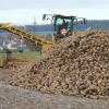 Die Rüben rollen seit September nach Rain. Das Ladegerät befördert sie auf die Lastwagen, die ohne Unterbrechung in die Zuckerfabrik liefern.