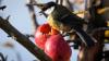 Meise mit Appetit auf frisches Obst