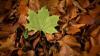 Grüner Hingucker im braunen Herbstlaub .