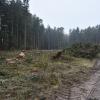 Die Rohdungsarbeiten für die fünf geplanten Windräder im Waldgebiet Brand laufen bereits. 