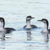 Prachttaucher und viele andere Zugvögel überwintern jetzt am Ammersee und am Starnberger See. Sie benötigen die Winterruhe, um Kräfte zu sammeln. 