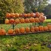 Der Gartenbauverein Waldberg/Kreuzanger hat gemeinsam mit 30 Kindern Kürbisse für Halloween geschnitzt. Die Kürbisse waren vom Mattmerhof und vom Pfänderhof. Es gab eine Verpflegung und sogar etwas zu gewinnen. 