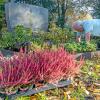 Allerheiligen, Öffnungszeiten Friedhöfe, Günther Maucher richtet auf dem Gögginger Friedhof das Grab seiner Schwiegereltern.  -  PAUSCHALFOTO - PAUSCHALFOTO