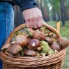 Immer mehr Menschen sammeln Pilze und dabei auch Klicks.