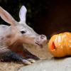 Leckerli zu Halloween: Erdferkel bekommt einen mit Würmern und Heuschrecken gefüllten Kürbis im Prager Zoo.