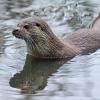 Der Fischotter kehrt nach langer Zeit nach Baden-Württemberg zurück.