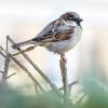 Bei Spatzen lassen sich junge kaum von älteren unterscheiden, da die kleinen Vögel weder graue Feder noch Falten bekommen. (Archivbild)