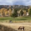 In Estes Park verschwimmen die Grenzen zwischen Natur und Stadt. Die Rehe kommen zum Grasen auch auf den örtlichen Golfplatz. 