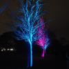 Die Lichtkunstaktion „Abendglimmen“ im Böfinger Wald lockte ein Vielfaches mehr an Besuchern als erwartet. 