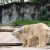 Die beiden Eisbären Nuka (hinten) und Kap sind Eltern geworden. Ob die beiden neugeborenen Jungtiere überleben, ist sehr unsicher.