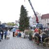 In Landsberg wird am selben Tag sowohl der Christbaum auf dem Hauptplatz aufgestellt als auch das Christkind im Historischen Rathaus vorgestellt.