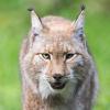 Wie geht es dem Luchs in Hessen? Darum dreht sich der aktuelle Luchsbericht. (Archivbild)