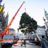 Eine 23 Meter hohe Küstentanne aus der Gemeinde Antdorf thront für den diesjährigen Christkindlmarkt auf dem Marienplatz in München.