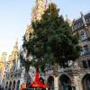 Knapp drei Wochen vor Beginn des Christkindlmarkts auf dem Münchner Marienplatz steht dort nun der große Christbaum.