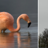 Anita Kramer hat das Tier nun an der Donau bei Steinheim in der Nähe von Dillingen gesichtet und ein Foto (rechts) geschickt. 