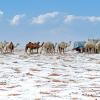 Wüste, Kamele - und Schnee: Ja, dieses Bild ist echt. Derzeit liegt in der Wüste im Norden Saudi-Arabiens Schnee.