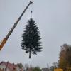 Es ist soweit, der Christbaum für Augsburg wird gerade in Merching verladen.