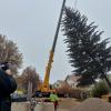 Es braucht viel Geschick, um den Baum zu fällen und ihn nach Augsburg zu transportieren. Die Fichte schmückt heuer den Christkindlesmarkt in Augsburg.