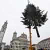 Kurzzeitig schwebte er in der Luft, bevor die Feuerwehr den diesjährigen Christbaum aus Merching auf dem Augsburger Rathausplatz positionierte.