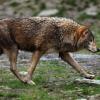 Ein Wolf wurde in der Rheinebene südlich von Freiburg gesichtet. (Foto-Illustration)