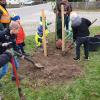 Auf der Grünfläche der Gemeinde wurde der „Baum des Jahres 2024“, eine Mehlbeere, gepflanzt. 