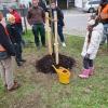 Auf der Grünfläche der Gemeinde wurde der „Baum des Jahres 2024“, eine Mehlbeere, gepflanzt. 