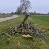 In der Allee am Ortseingang von Reisch wurde ein Baum gefällt. Das war jetzt Thema in der Bürgerversammlung.