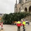 Der Weihnachtsbaum wird auf einem Schwerlasttransporter auf den Münsterplatz gefahren.