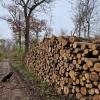 In großen Stapeln liegen die gefällten Bäume an den Waldwegen im Auwald bei Günzburg. 