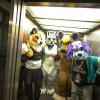 Etwa 100.000 Menschen gehören Schätzungen zufolge mittlerweile dem Furry Fandom in Deutschland an - Tendenz steigend. (Archivbild)