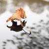 Kühle Temperaturen im Herbst: Ein Blatt liegt auf einem Autodach.