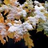 Der Deutsche Wetterdienst erwartet für die kommenden Tage Schnee in Bayern bis in tiefere Lagen um 300 Meter. (Archivbild)