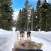 Ist das Husky-Gespann einmal in Fahrt, gibt es kein Halten mehr.