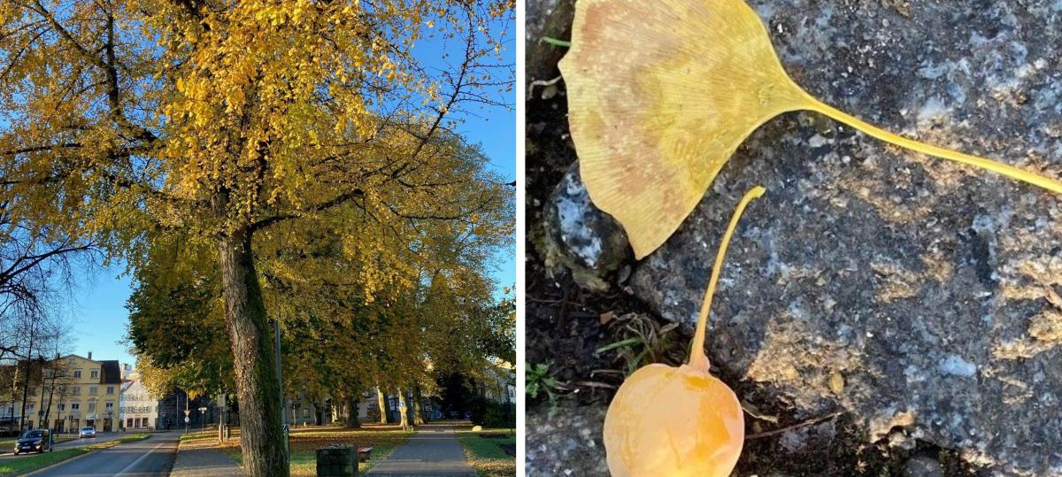 Darum riecht es im Lindauer Stadtpark nach Erbrochenem