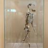 Eine Nachbildung des Skeletts „Lucy“ steht im Frankfurter Senckenberg-Museum in einer Vitrine.